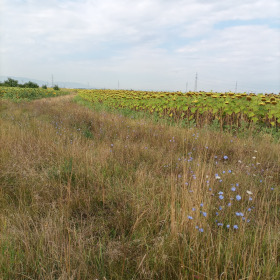 Обява Продава ПАРЦЕЛ,град София, Малашевци