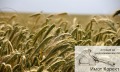 Продава Земеделска земя област Пловдив , гр. Асеновград , 2416 дка | 54941763 — Imoti.com Продава Земеделска земя област Пловдив , гр. Асеновград , 2416 дка | 54941763