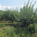 Продава ПАРЦЕЛ, област Добрич, с. Сноп • 6500 € • 14142011 1 — Holmes.bg Продава ПАРЦЕЛ, област Добрич, с. Сноп • 6500 € • 14142011 1