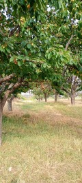 Продава Парцел град София , с. Подгумер , 701 кв.м | 87216915 — Imoti.com Продава Парцел град София , с. Подгумер , 701 кв.м | 87216915