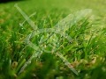 Продава Парцел област Бургас , с. Кошарица , 5671 кв.м | 96686940 — Imoti.com Продава Парцел област Бургас , с. Кошарица , 5671 кв.м | 96686940