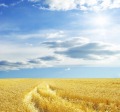 Продава Земеделска земя област Пловдив , гр. Хисаря , 4.93 дка | 55124023 — Imoti.com Продава Земеделска земя област Пловдив , гр. Хисаря , 4.93 дка | 55124023
