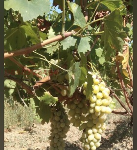 ПАРЦЕЛ, 900 m2 - Holmes.bg ПАРЦЕЛ, 900 m2