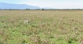 Продава ПАРЦЕЛ, гр. Елин Пелин, област София област, снимка 2