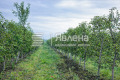 Продава  Земеделска земя област Пазарджик , с. Главиница , 58 дка | 59139338 - изображение [6]
