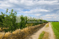 Продава  Земеделска земя област Пазарджик , с. Главиница , 58 дка | 59139338