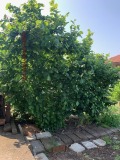 Продава КЪЩА, град Бургас, с. Маринка • 360000 € • 25783718 — Holmes.bg
