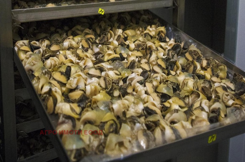 Продава БИЗНЕС ИМОТ, гр. Камено, област Бургас, снимка 9 - Други - 52875735