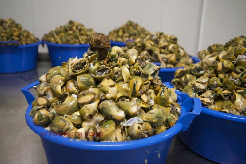 Продава БИЗНЕС ИМОТ, гр. Камено, област Бургас, снимка 4 - Други - 52875735