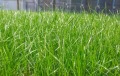 Продава ПАРЦЕЛ, с. Рогачево, област Добрич, снимка 1
