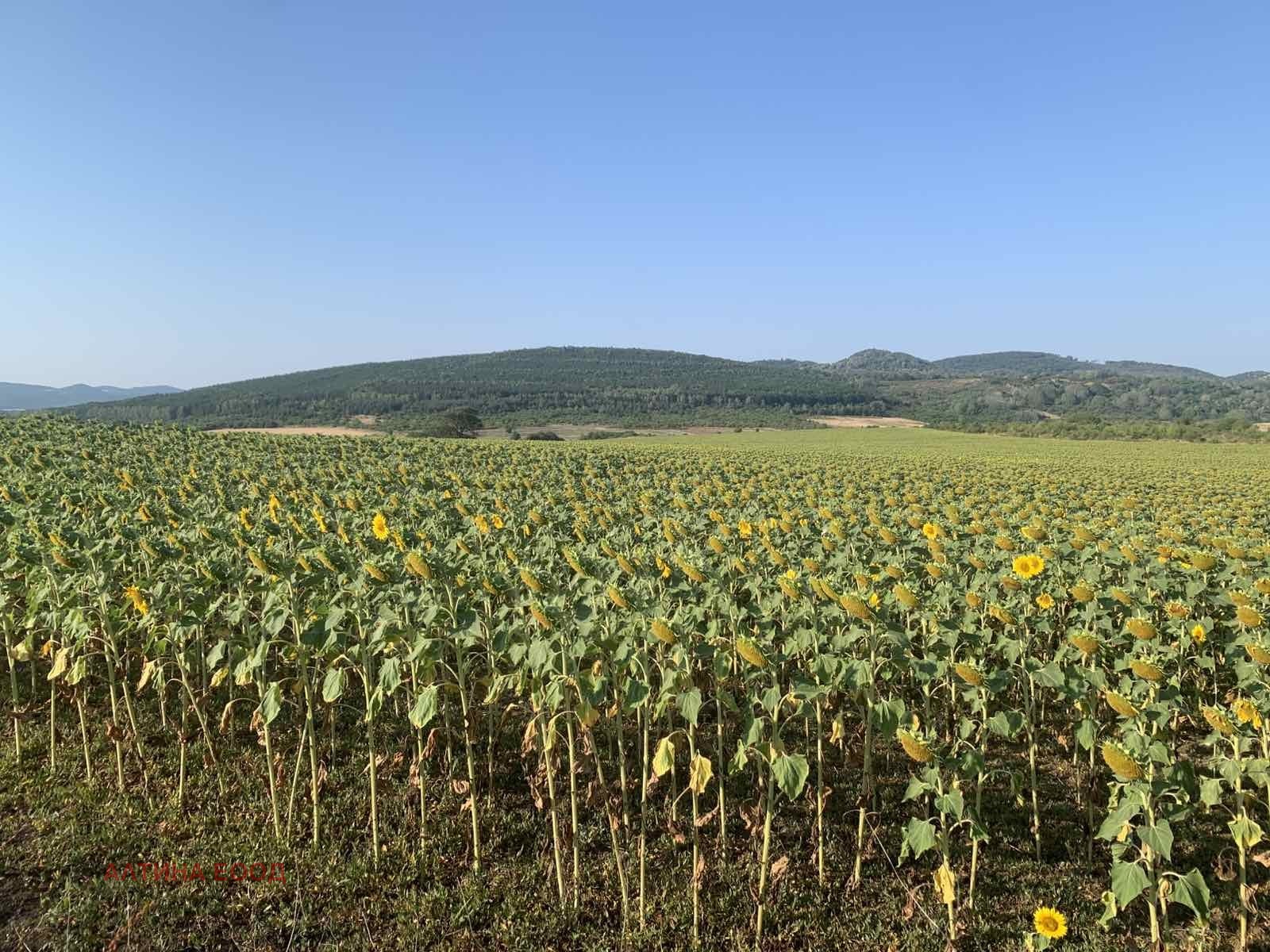Продава ПАРЦЕЛ, с. Храбърско, област София област, снимка 12 - Парцели - 55886415