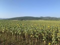 Продава ПАРЦЕЛ, с. Храбърско, област София област, снимка 12