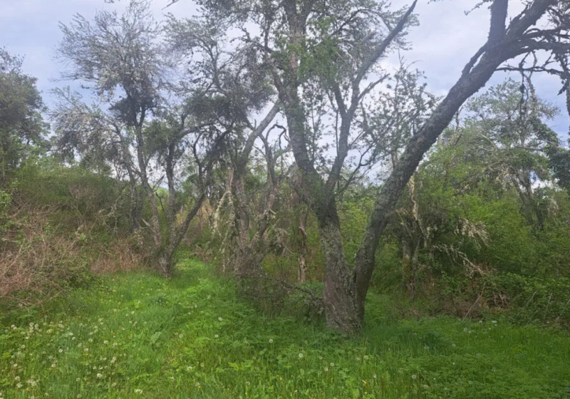 Na prodej  Spiknutí oblast Plovdiv , Svežen , 2000 m2 | 24526268