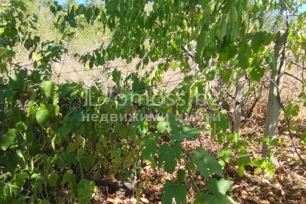 For Sale  Land region Blagoevgrad , Dabrava , 0.3 dka | 52502764 - image [10]