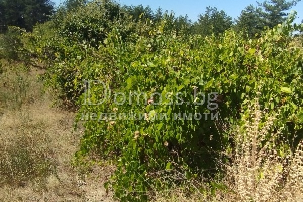 For Sale  Land region Blagoevgrad , Dabrava , 0.3 dka | 52502764 - image [4]