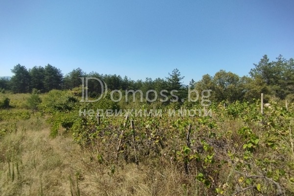 For Sale  Land region Blagoevgrad , Dabrava , 0.3 dka | 52502764 - image [8]