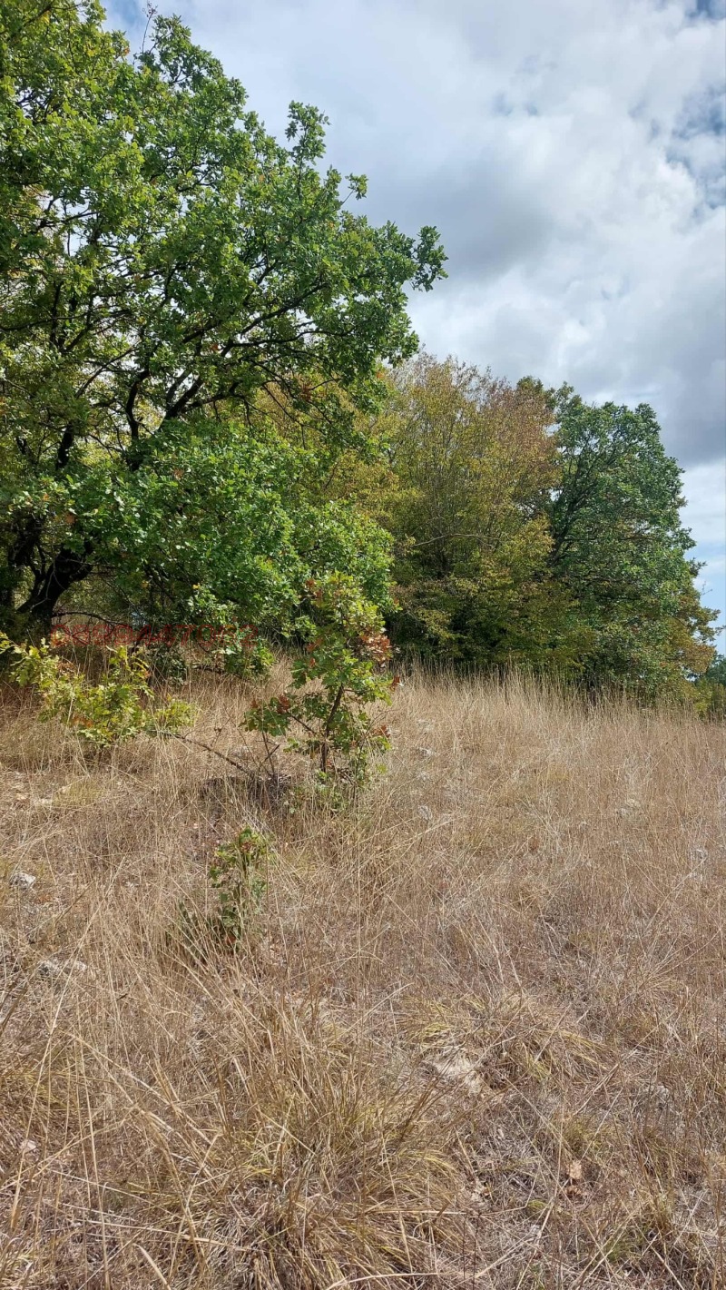 Продава ЗЕМЕДЕЛСКА ЗЕМЯ, с. Кичево, област Варна, снимка 3 - Земеделска земя - 52581114