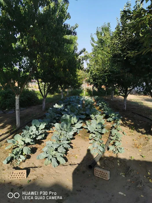 Продава КЪЩА, с. Голям чардак, област Пловдив, снимка 4 - Къщи - 55274312