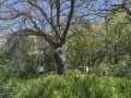 Продава  Къща област Варна , с. Просечен , 120 кв.м | 39549443 - изображение [2]