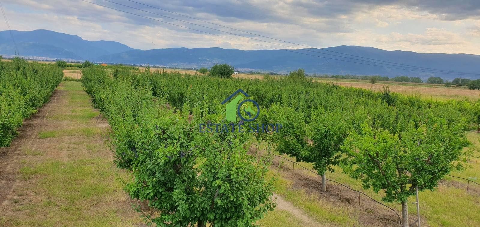 Продава ЗЕМЕДЕЛСКА ЗЕМЯ, с. Катуница, област Пловдив, снимка 12 - Земеделска земя - 54251324