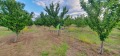 Продава ЗЕМЕДЕЛСКА ЗЕМЯ, с. Катуница, област Пловдив, снимка 3