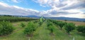 Продава ЗЕМЕДЕЛСКА ЗЕМЯ, с. Катуница, област Пловдив, снимка 8