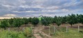 Продава ЗЕМЕДЕЛСКА ЗЕМЯ, с. Катуница, област Пловдив, снимка 2