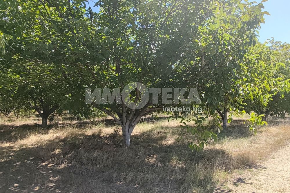 Продава ЗЕМЕДЕЛСКА ЗЕМЯ, с. Цалапица, област Пловдив, снимка 2 - Земеделска земя - 55529706