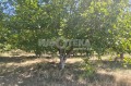Продава ЗЕМЕДЕЛСКА ЗЕМЯ, с. Цалапица, област Пловдив, снимка 3
