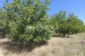 Продава ЗЕМЕДЕЛСКА ЗЕМЯ, с. Цалапица, област Пловдив, снимка 4