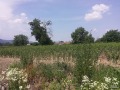 Продава ЗЕМЕДЕЛСКА ЗЕМЯ, с. Ветрен дол, област Пазарджик, снимка 1