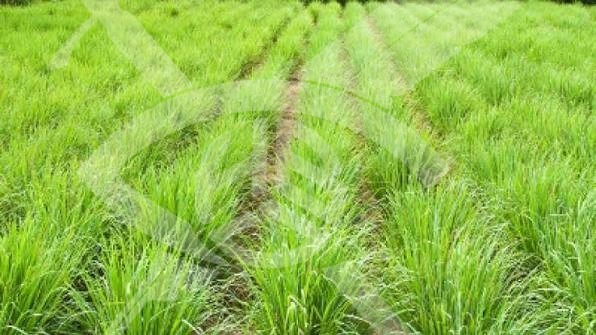 Продава ПАРЦЕЛ, гр. Несебър, област Бургас