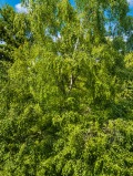 Продава 2-СТАЕН, гр. София, Борово, снимка 9