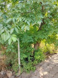 Продава КЪЩА, с. Подкрепа, област Хасково, снимка 16