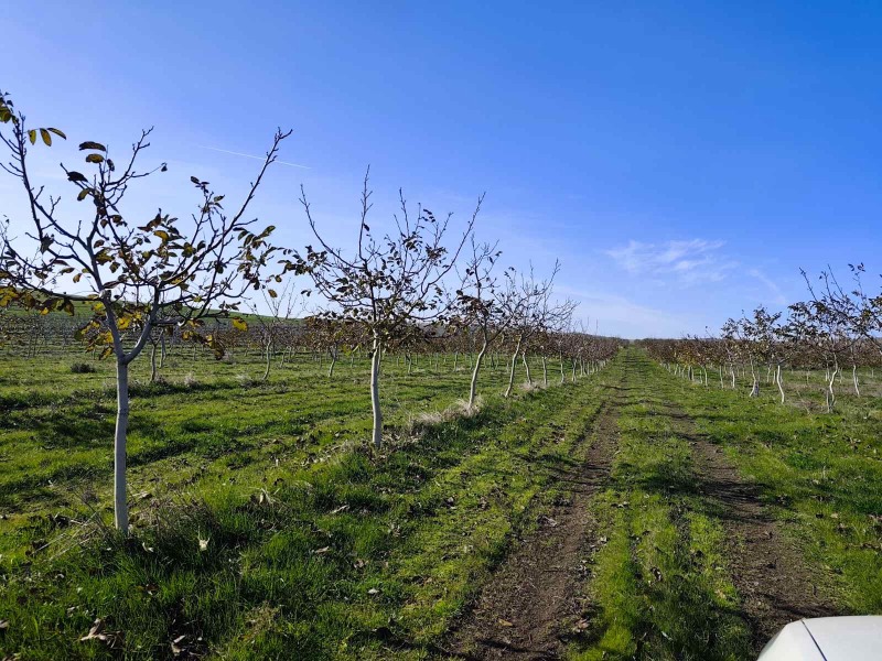 Продава ЗЕМЕДЕЛСКА ЗЕМЯ, гр. Каблешково, област Бургас, снимка 7 - Земеделска земя - 52850109