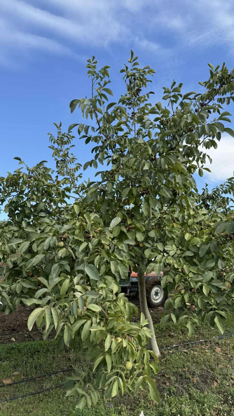 Продава ЗЕМЕДЕЛСКА ЗЕМЯ, гр. Каблешково, област Бургас, снимка 2 - Земеделска земя - 52850109