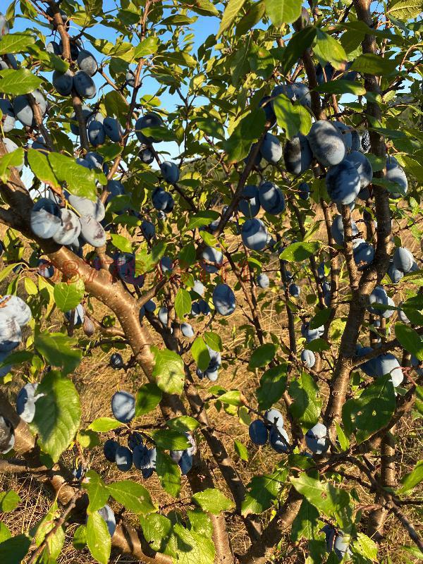 ������� ���������� ���� | Imot.bg � ����������� 3