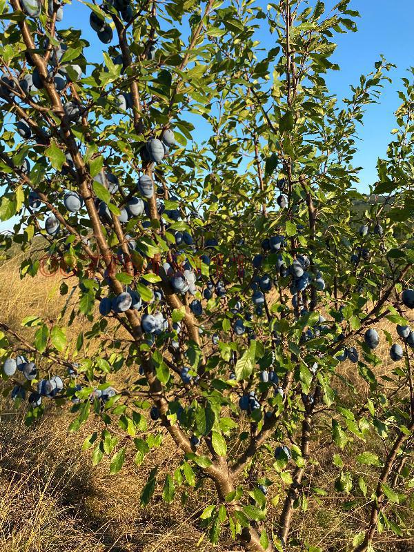 Продава ЗЕМЕДЕЛСКА ЗЕМЯ, с. Три могили, област Кърджали, снимка 2 - Земеделска земя - 53348463