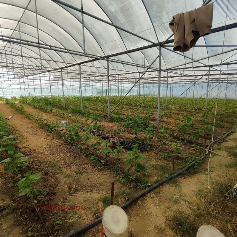 Satılık  Kara bölge Blagoevgrad , Sandanski , 8 dka | 69972325 - görüntü [8]