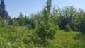 Продава ПАРЦЕЛ, гр. Берковица, област Монтана, снимка 3