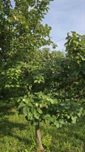 Продава ВИЛА, гр. Враца, Студентски град, снимка 14