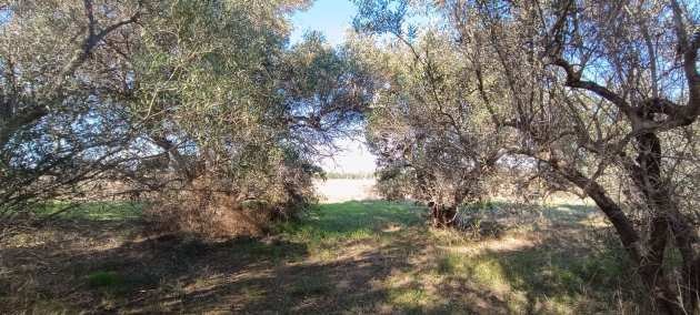 Продава ПАРЦЕЛ | Imot.bg — изображение 12