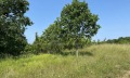 Продава ПАРЦЕЛ, област Бургас, с. Велика • 66500 € • 95342919 — Holmes.bg
