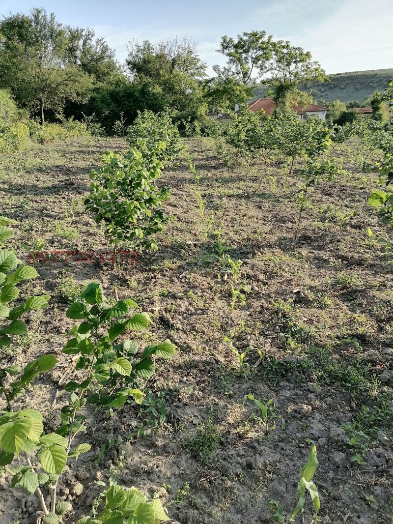 Продава КЪЩА, с. Мали извор, област Добрич, снимка 6 - Къщи - 52983902