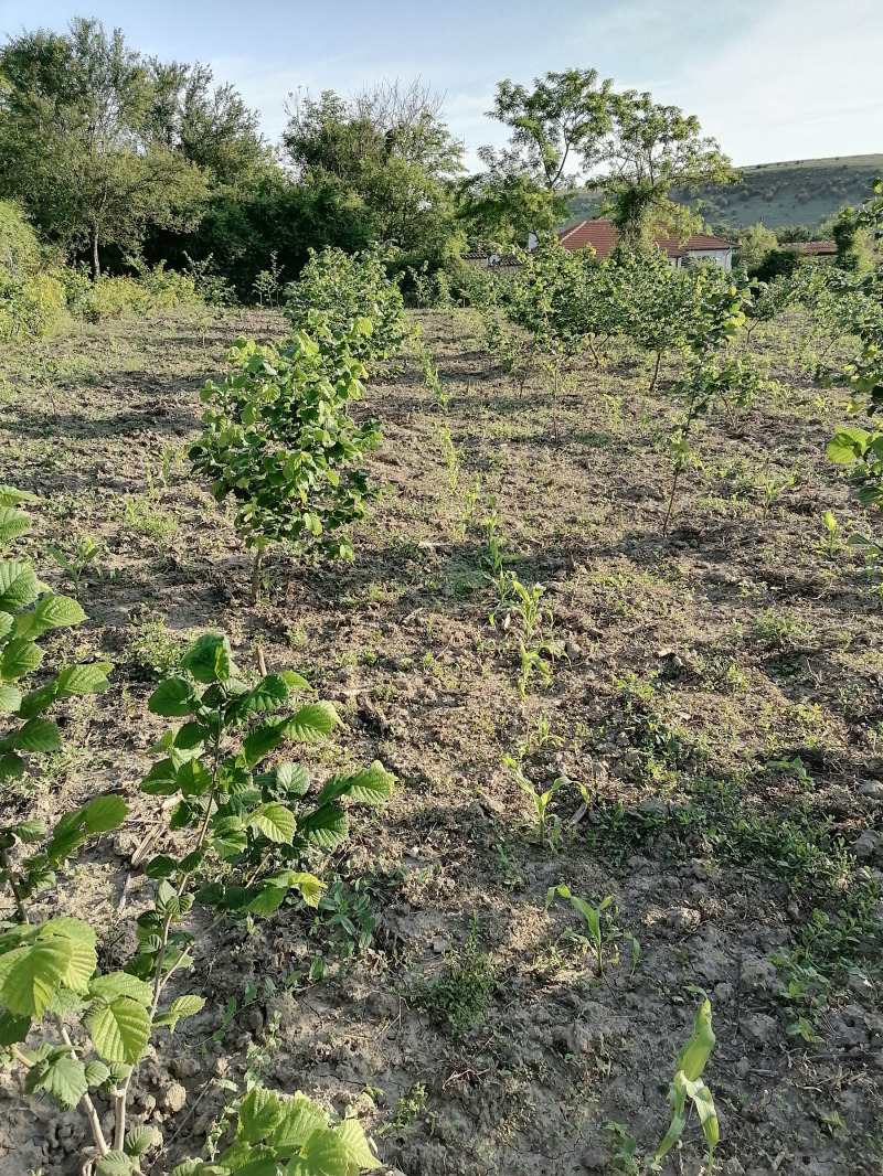 Продава КЪЩА, с. Мали извор, област Добрич, снимка 2 - Къщи - 52983902