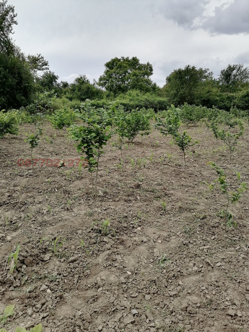 Продава КЪЩА, с. Мали извор, област Добрич, снимка 10 - Къщи - 52983902