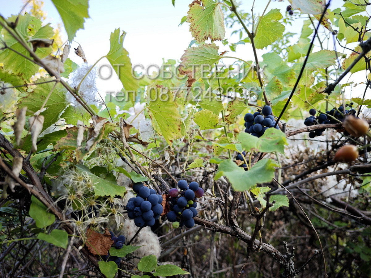 Продава КЪЩА, с. Здравковец, област Габрово, снимка 10 - Къщи - 55937290