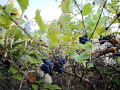 Продава КЪЩА, с. Здравковец, област Габрово, снимка 10