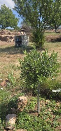 Продава ПАРЦЕЛ, с. Старо село, област Перник, снимка 3