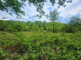 Plott Balkanets, region Lovech 3